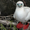 Red-footed Booby